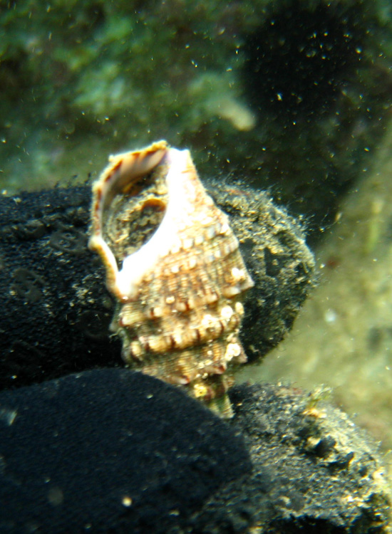 Cerithium vulgatum